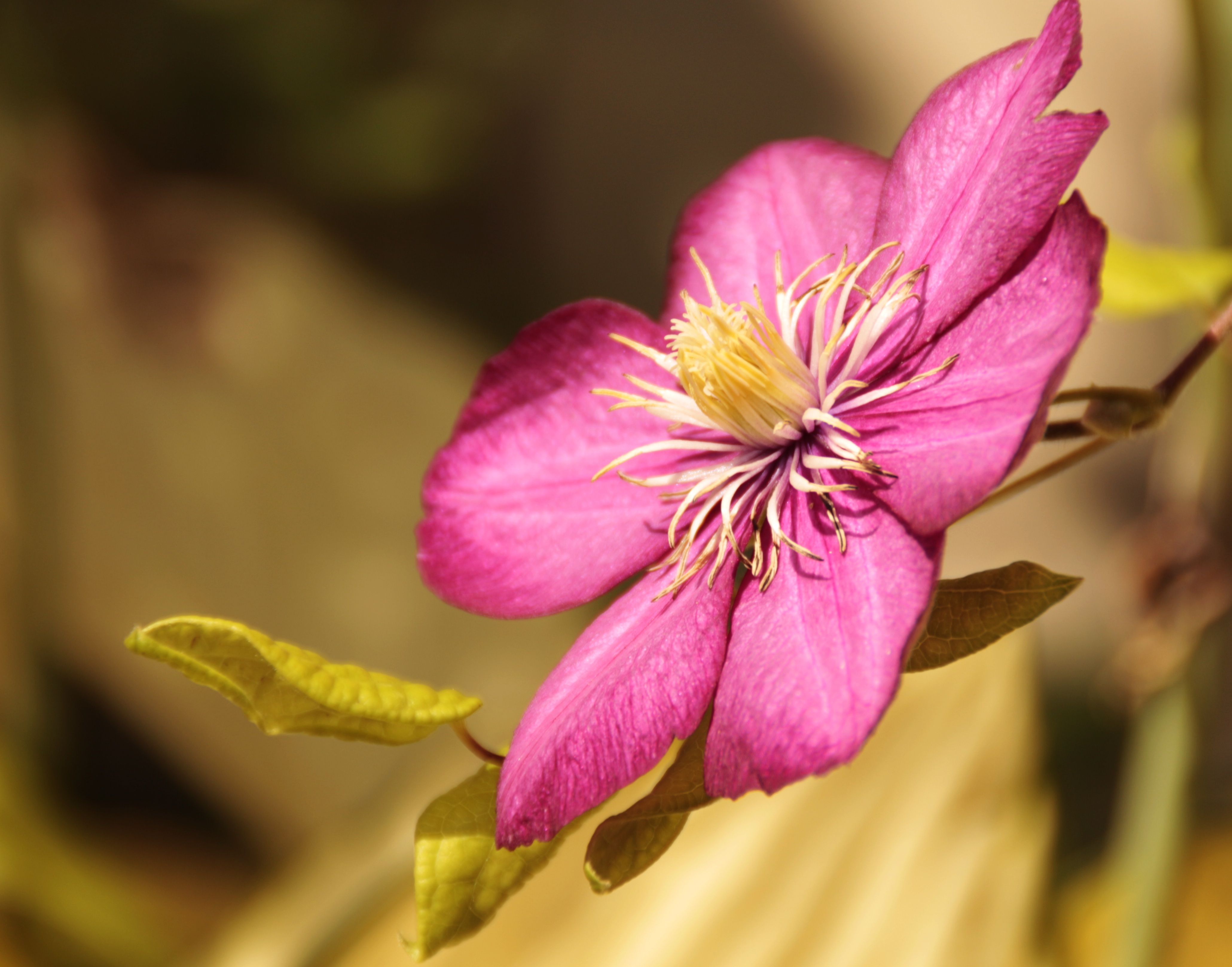 Фото бесплатно природа, цветок, растение