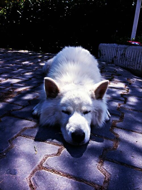 Siberian husky sleeping on the sidewalk.
