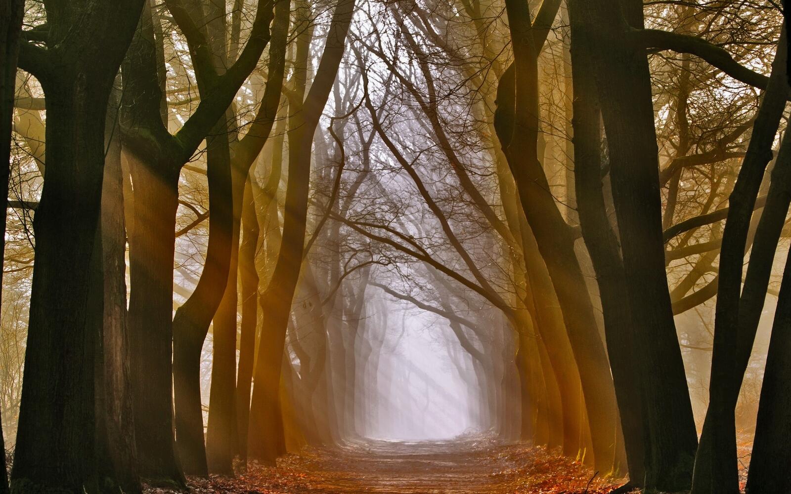Бесплатное фото Солнечные лучи в мрачном лесу