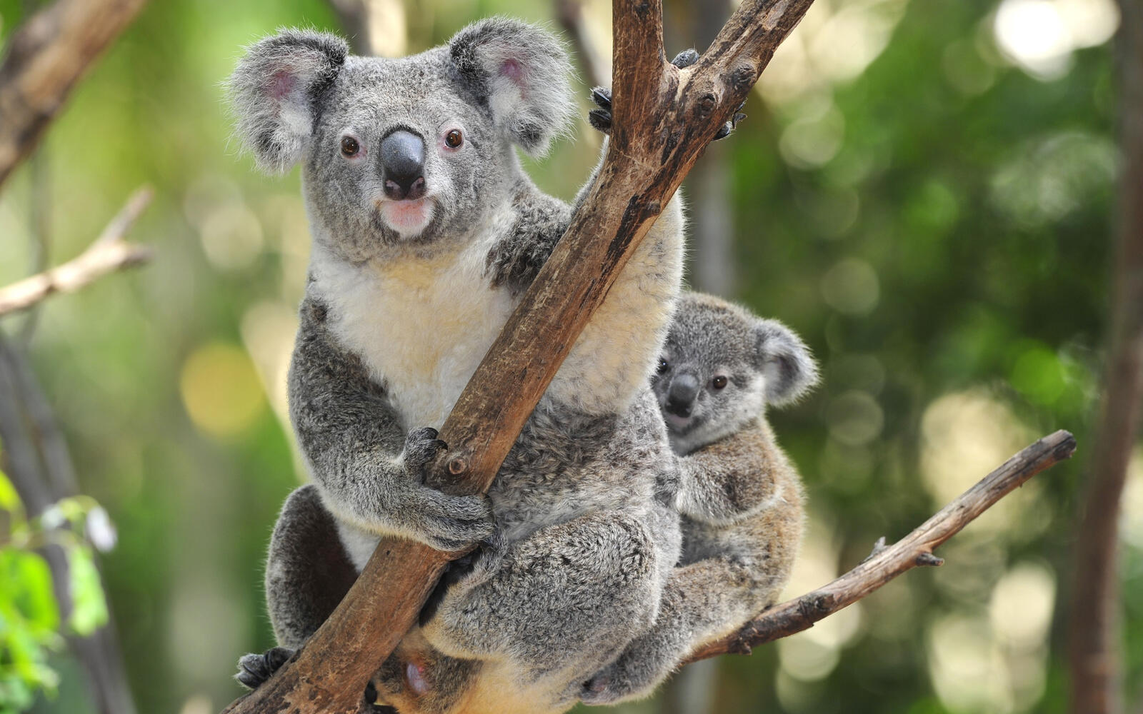Free photo Koala with her cub on a tree branch