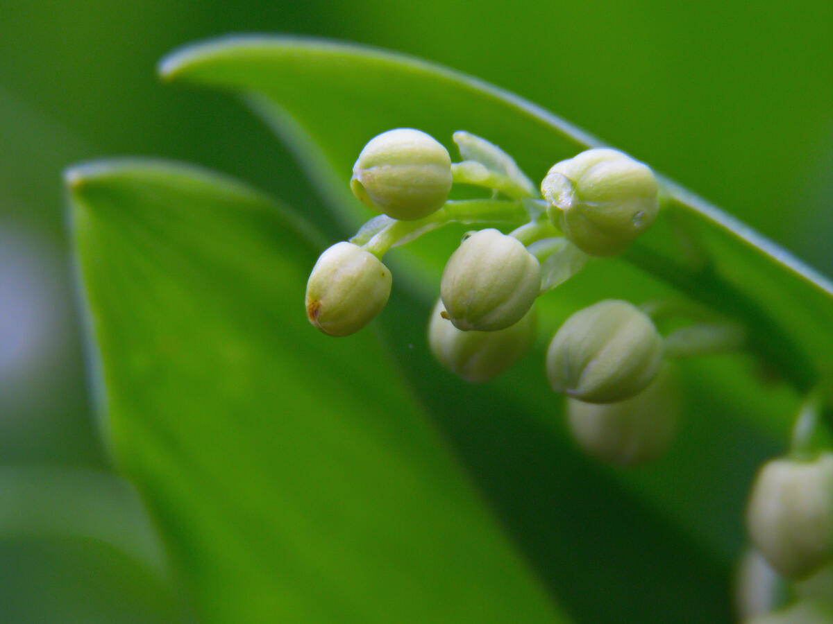 Flowering lily buds on a green background