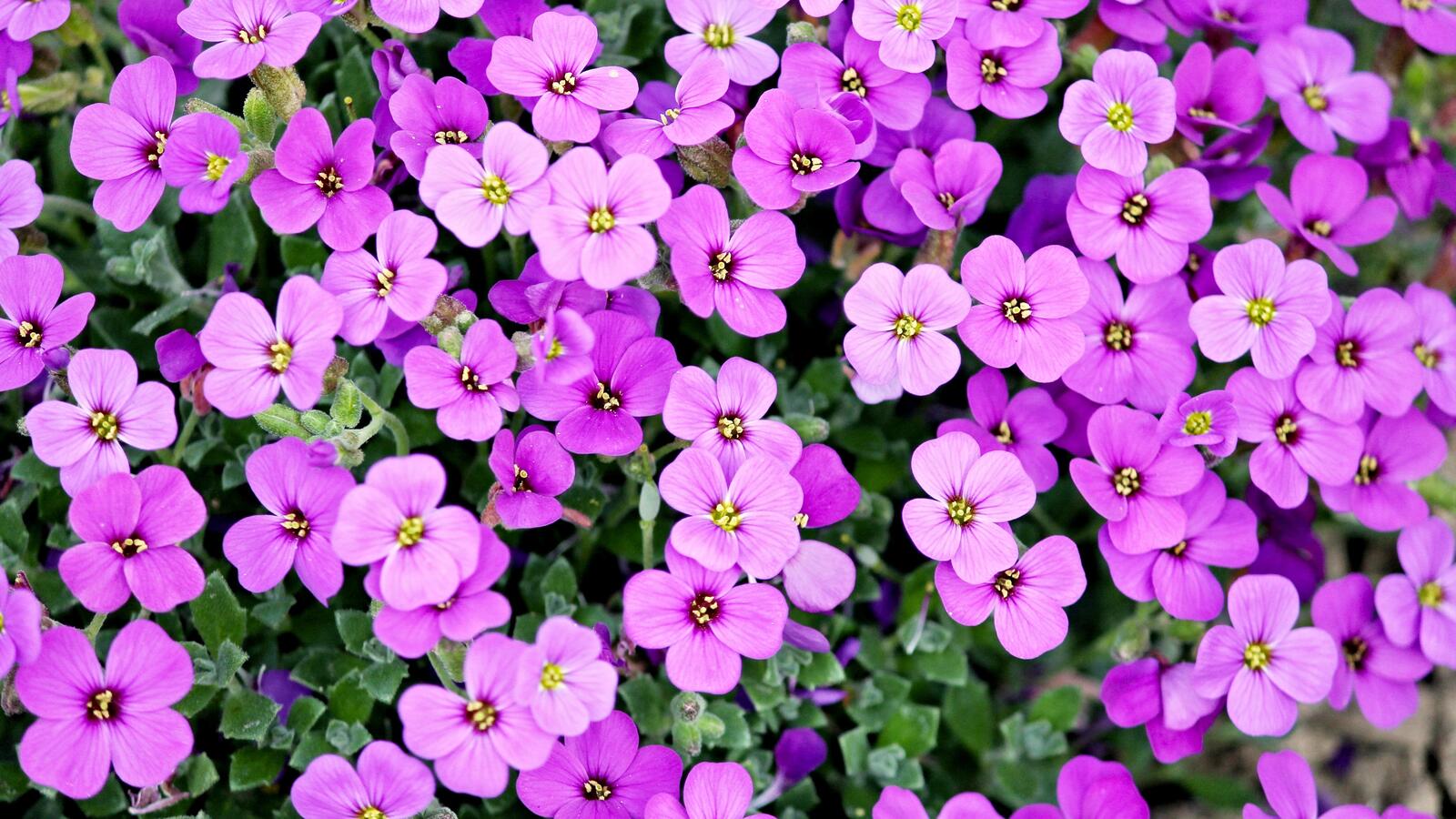 Free photo Wallpaper with purple flowers