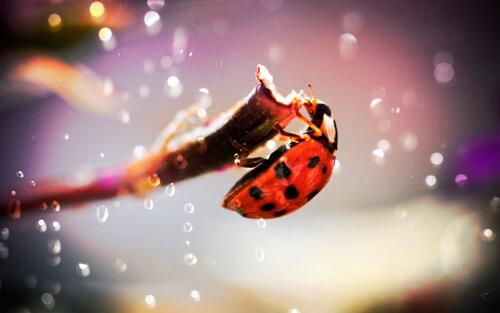 Ladybug on a tree branch