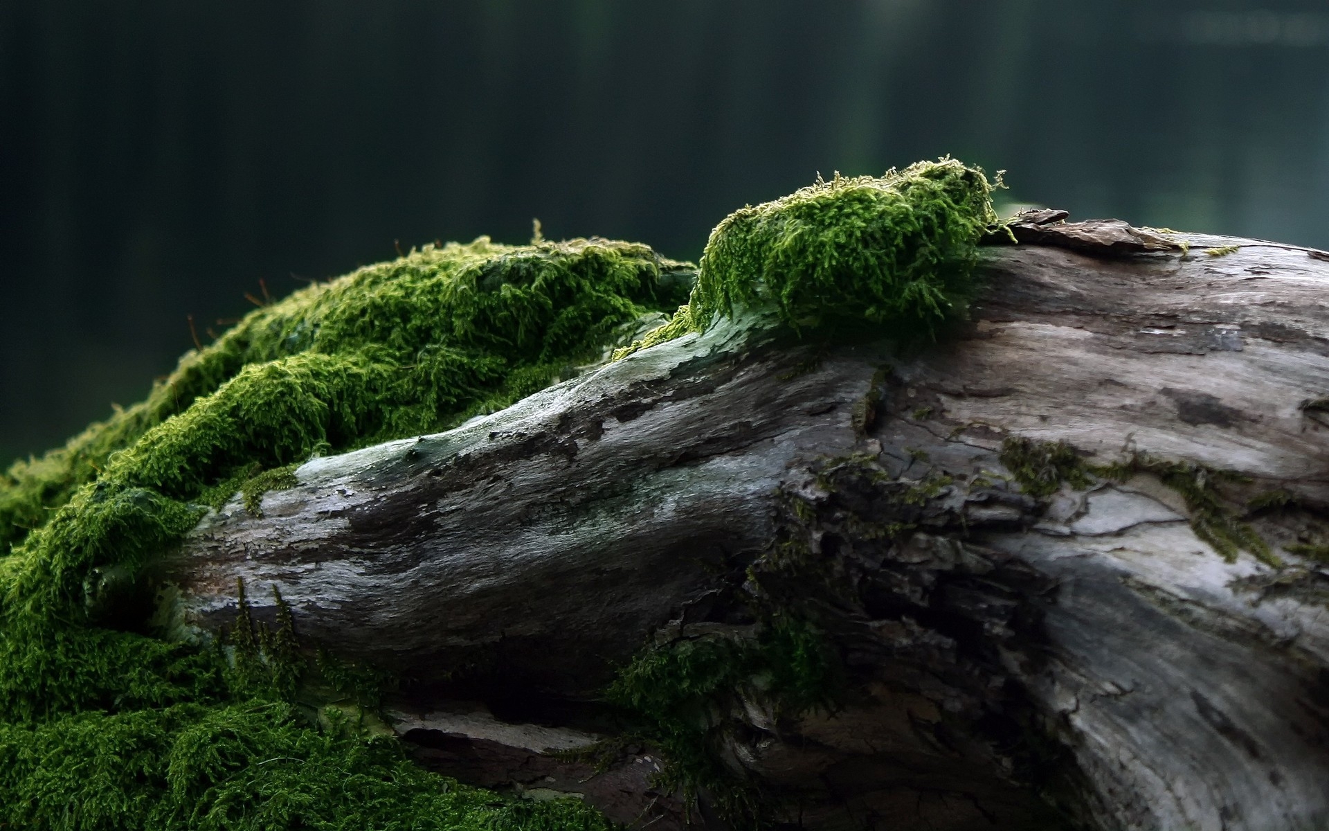 老浮木上的绿色苔藓