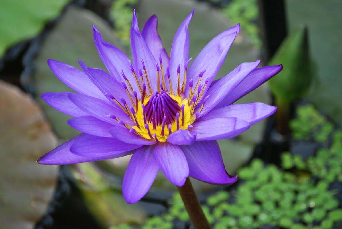 Красивая фиолетовая водяная лилия в пруду