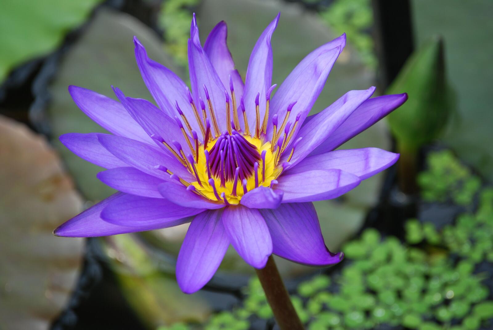 Бесплатное фото Красивая фиолетовая водяная лилия в пруду