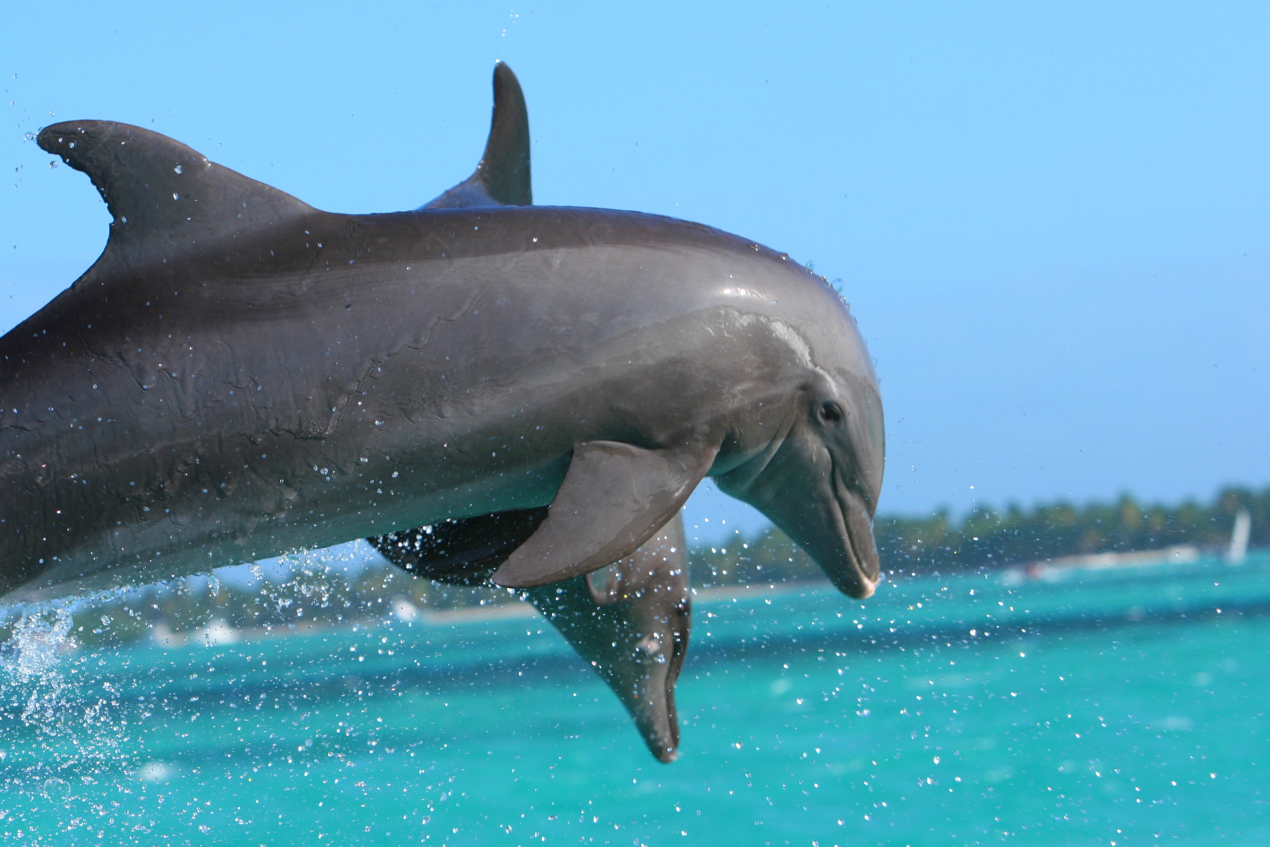 Dolphins jumping out of the water.
