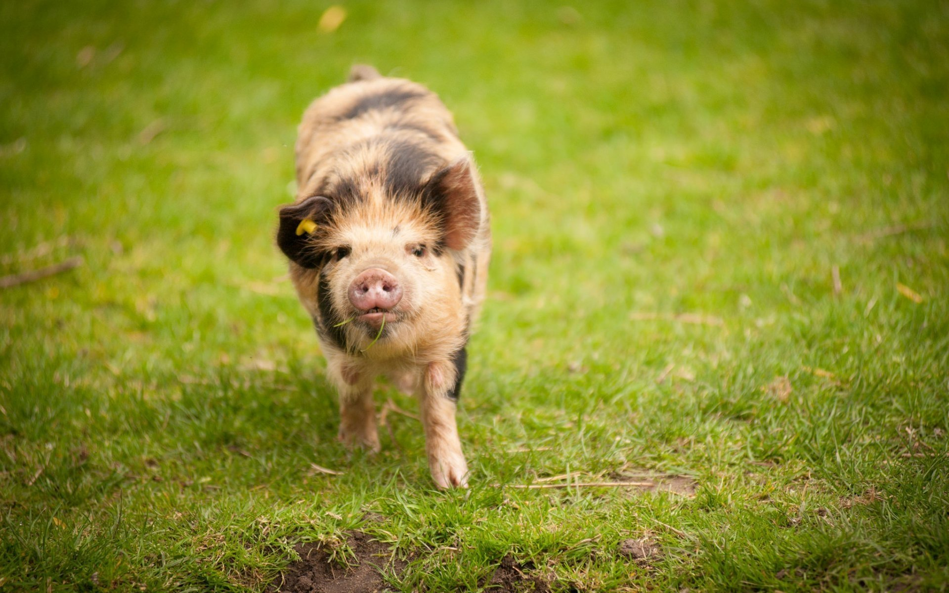 免费照片绿色草坪上一只可爱的小猪。