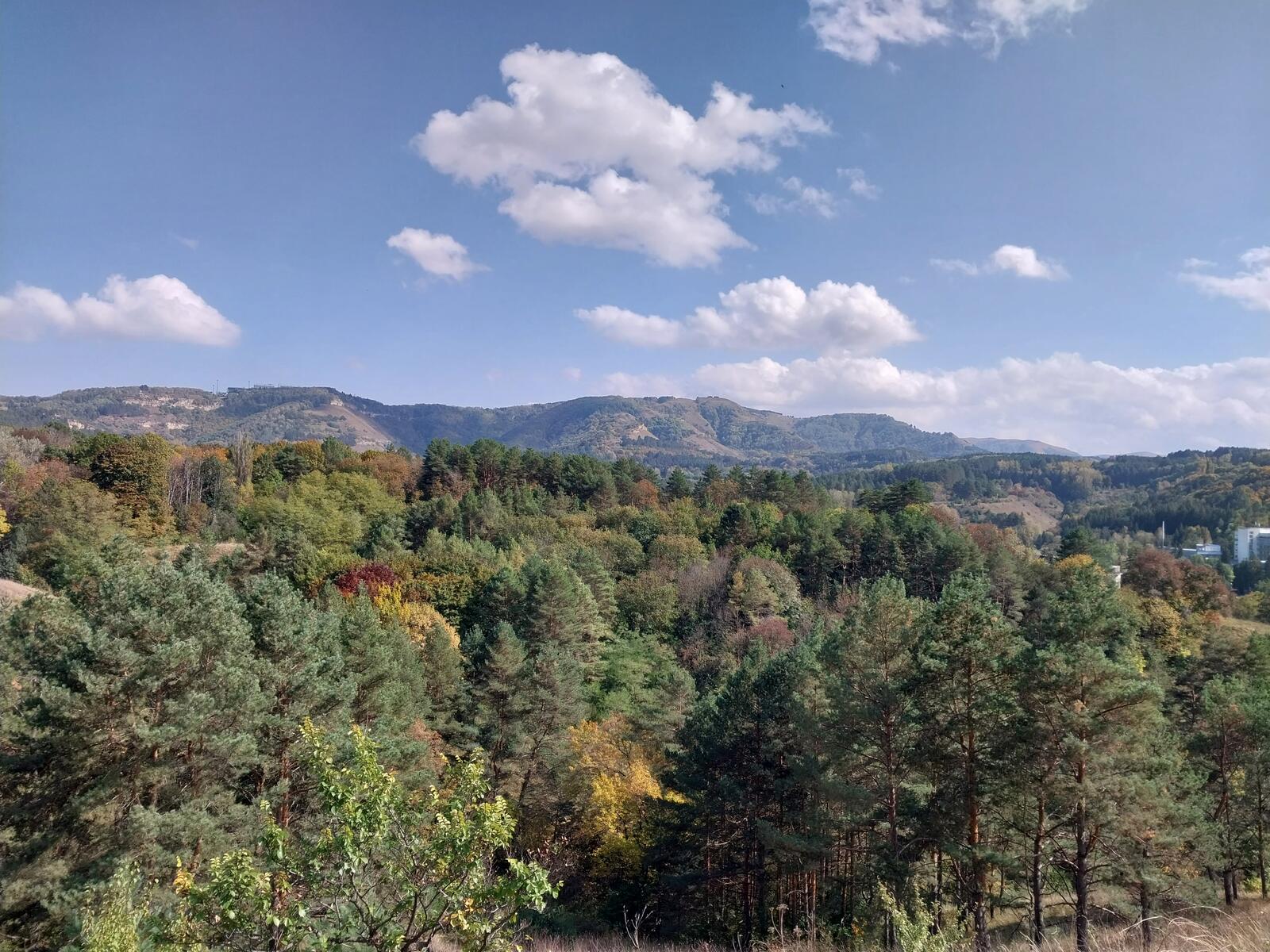 Бесплатное фото Лесной пейзаж в начале осени