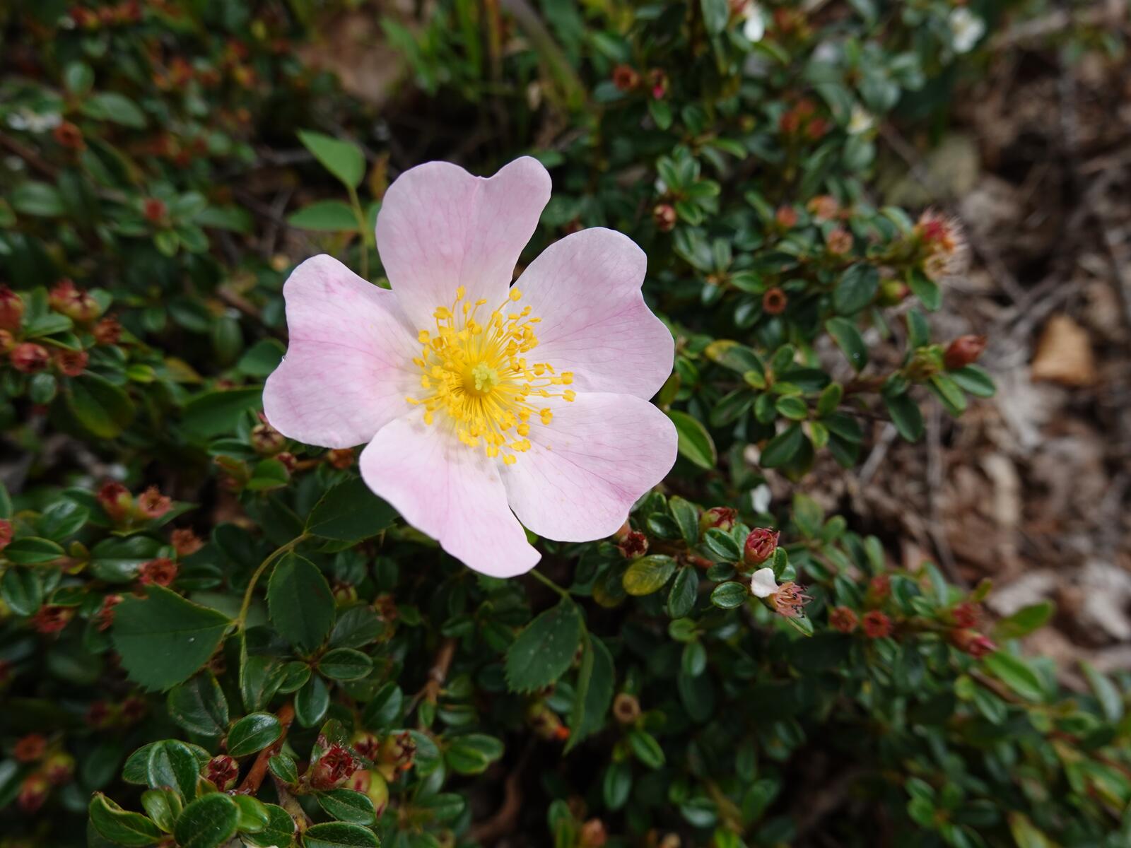 Free photo A single pink flower growing in a green shrub
