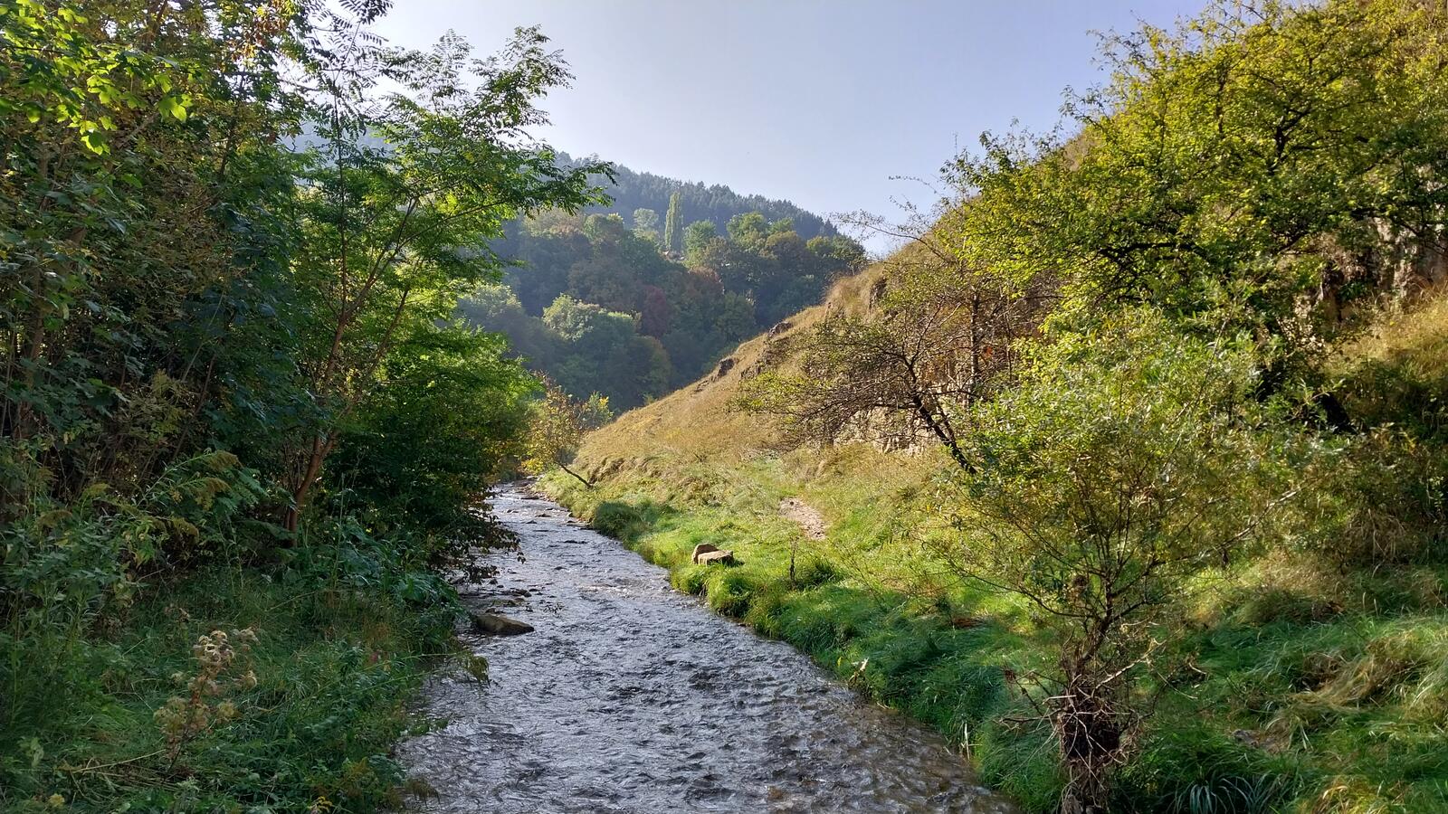 Бесплатное фото В лесной глуши течет река