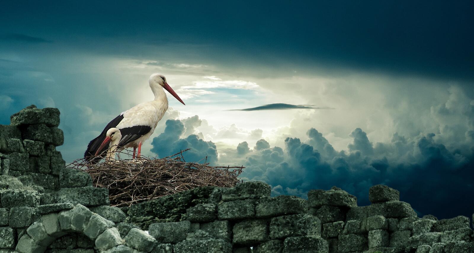 Free photo White storks rest during their flight