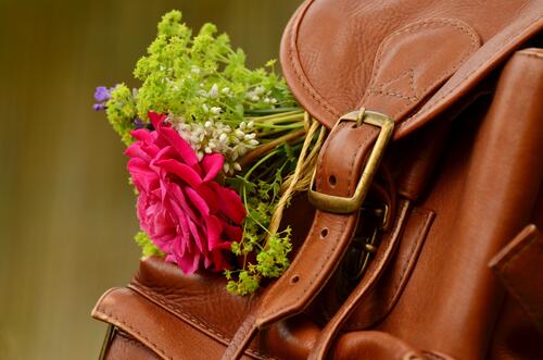 背包里插着一朵粉红色的玫瑰花