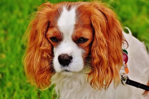 Sad little lop-eared dog.