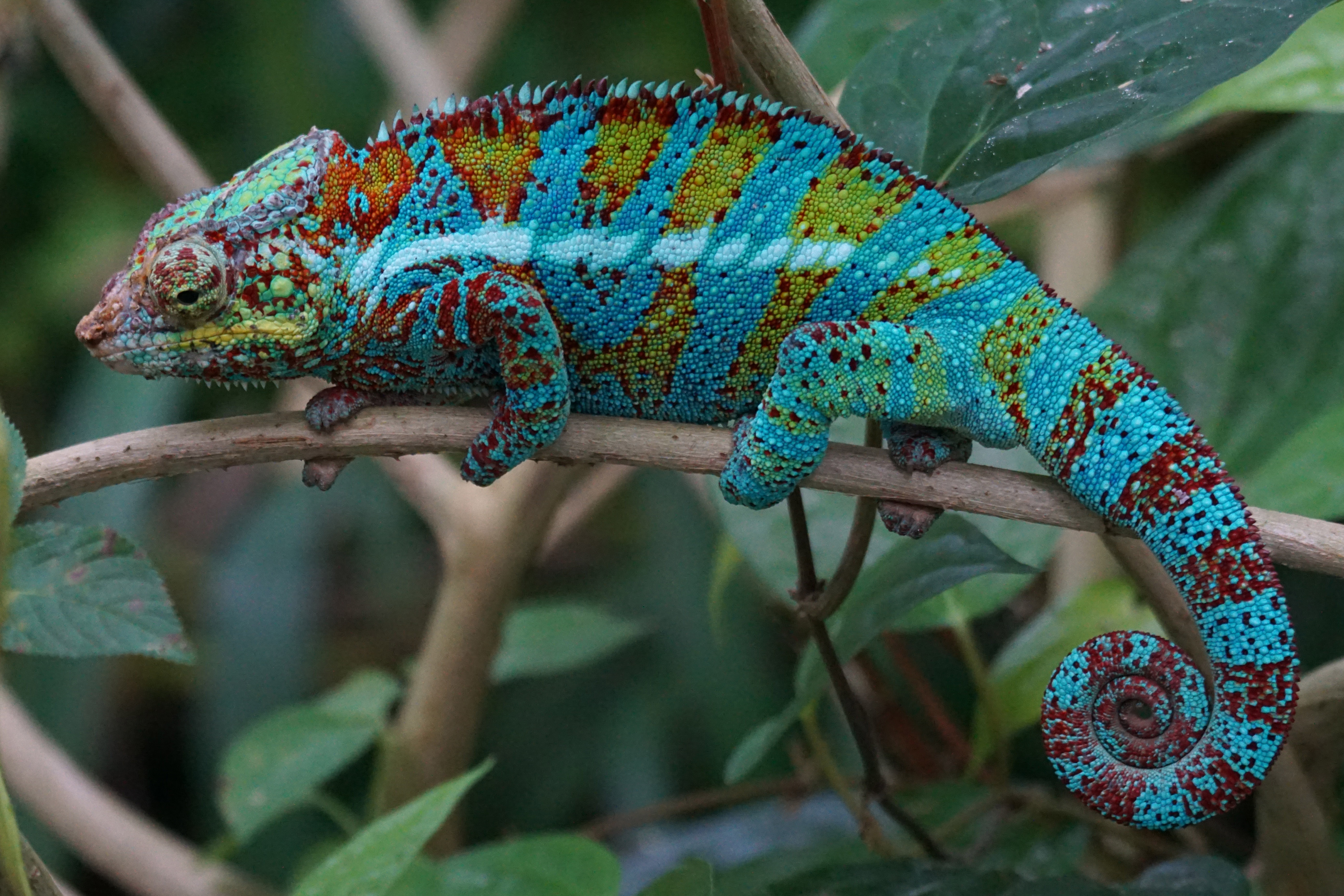 Free photo Blue chameleon in the wild