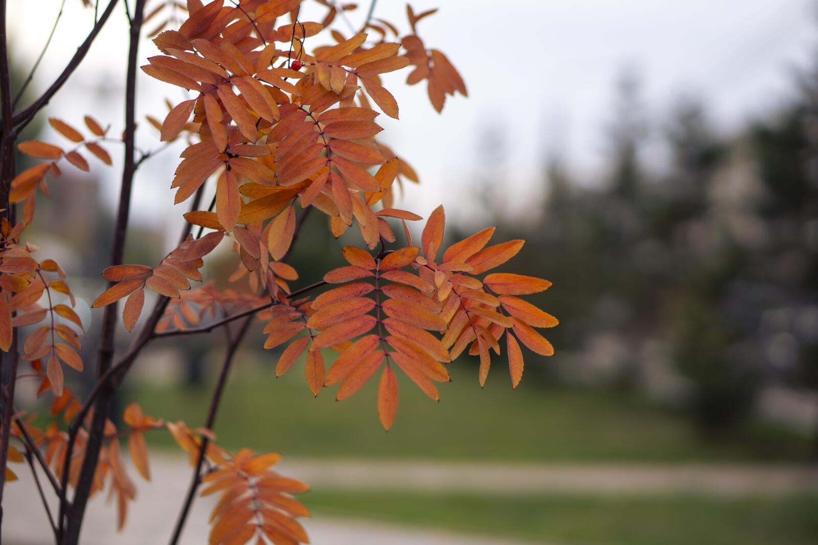 Бесплатное фото Осенние листики