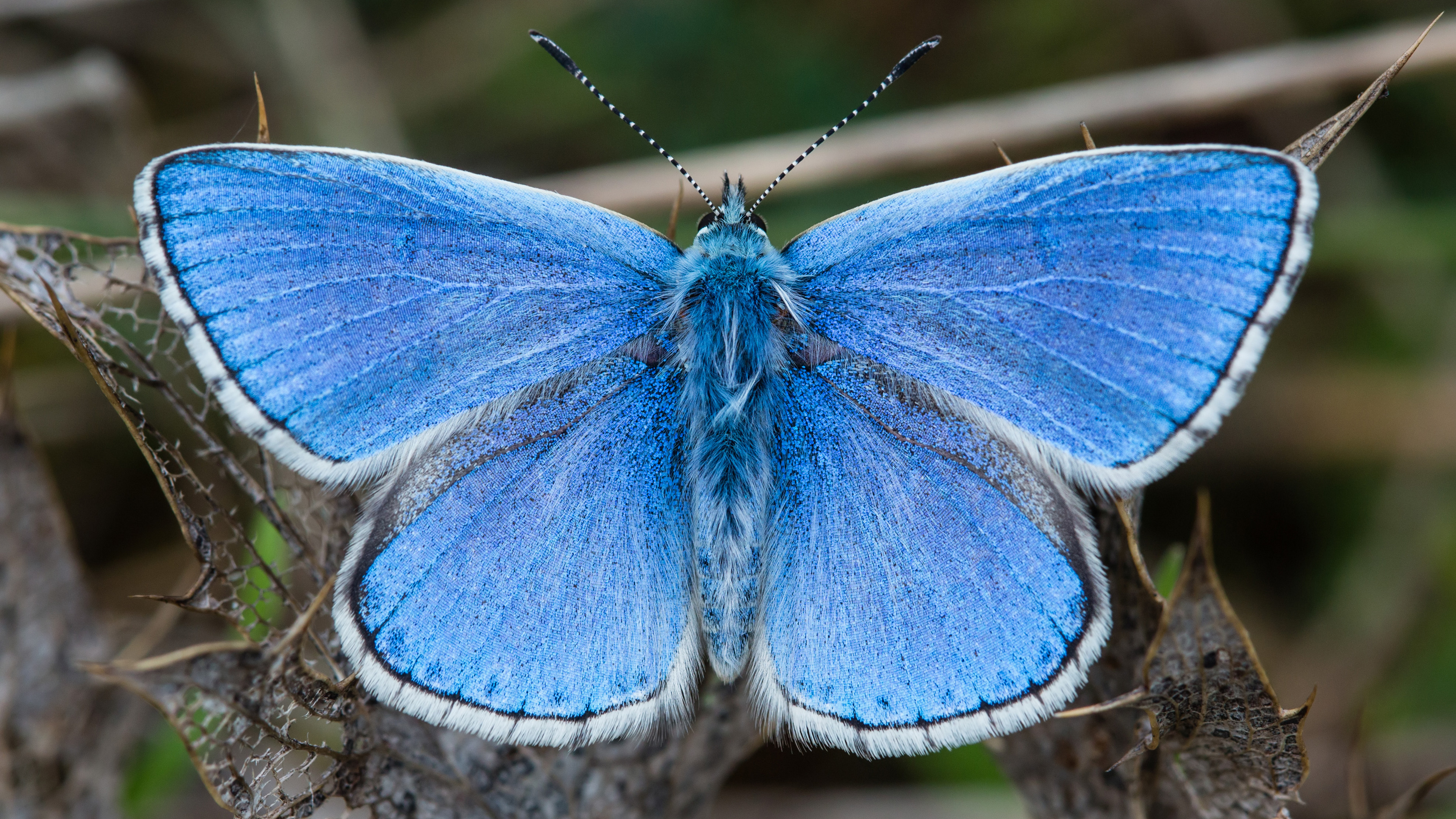 明亮的蓝色蝴蝶，张开翅膀