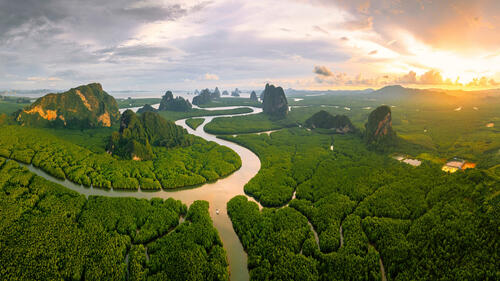 Деревья растут на реке в Тайланде