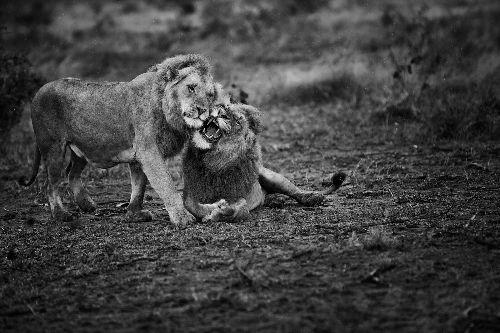 Бесплатное фото Пара львов в черно-белом виде