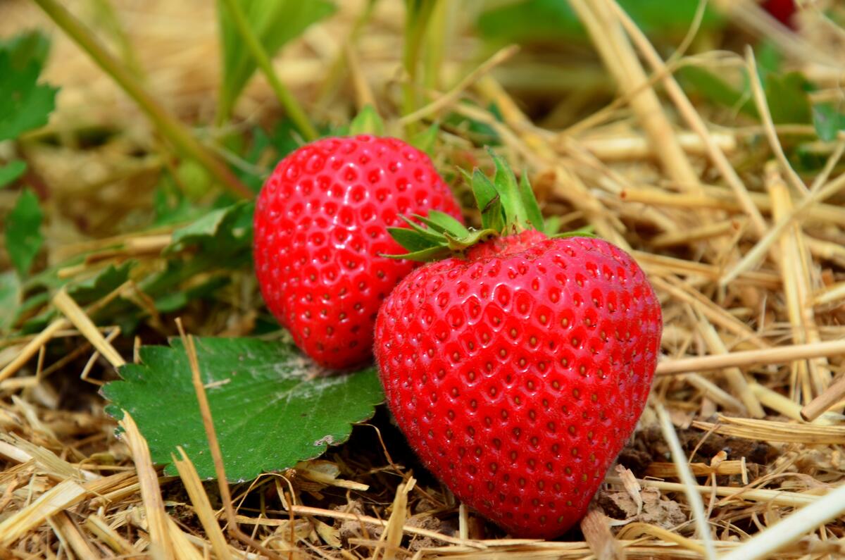 Two red strawberries lying on dry grass
