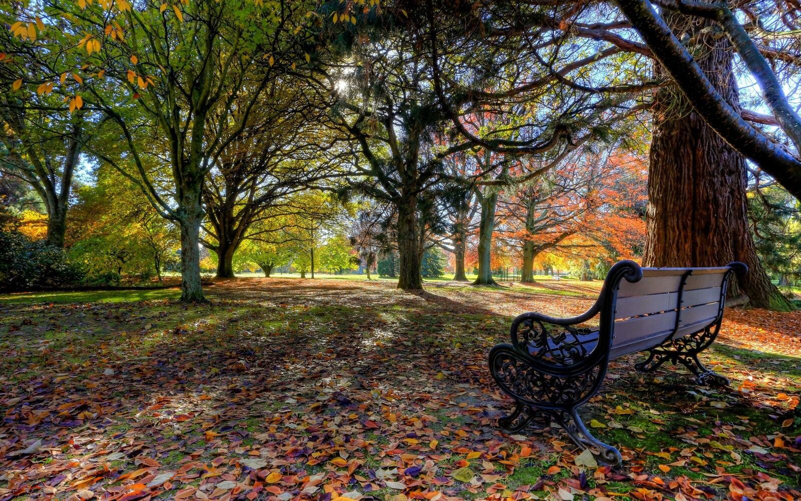 Free photo A bench in an autumn park during the fall of leaves