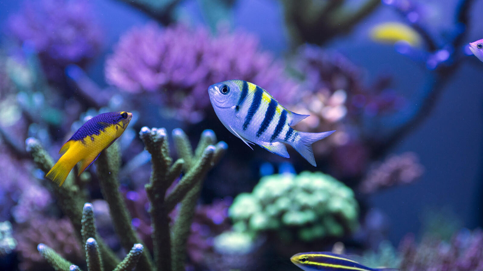 Бесплатное фото Маленькие рыбки на коралловом дне