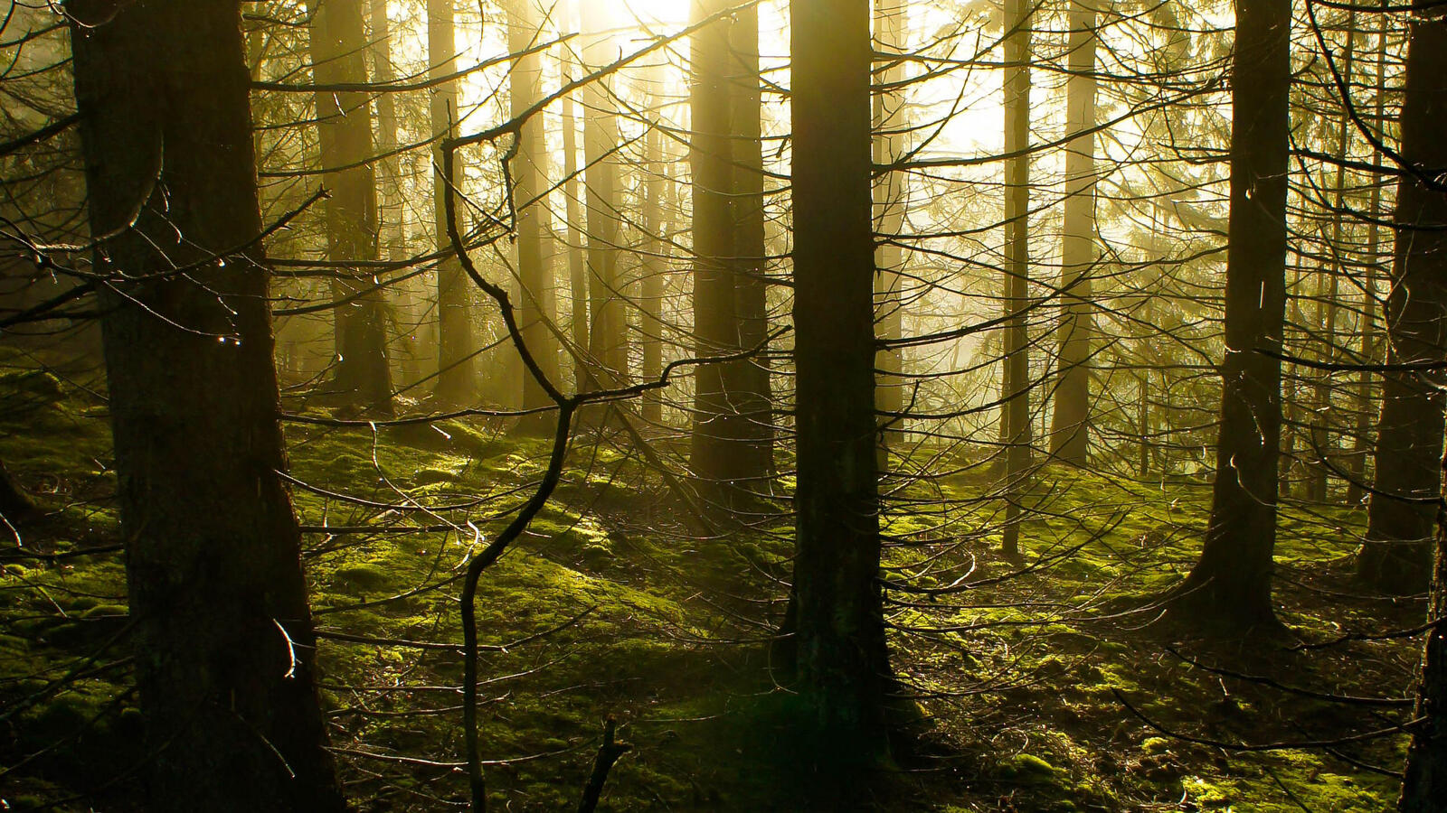 Бесплатное фото Солнце в мрачном лесу