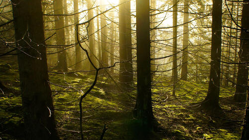 Солнце в мрачном лесу