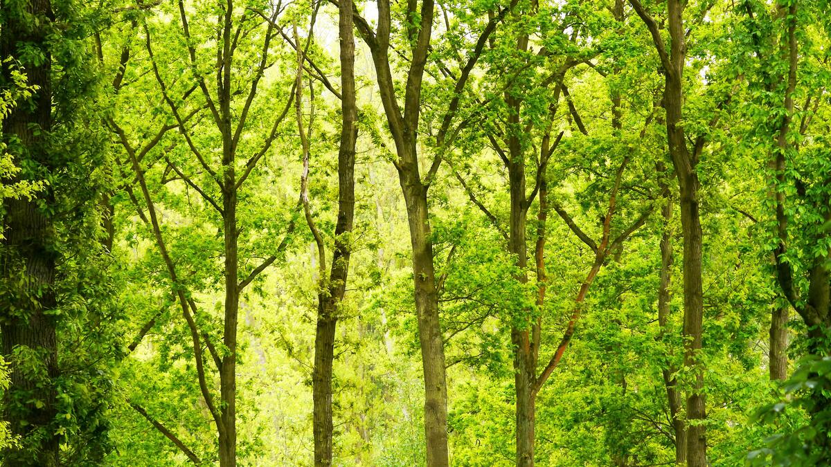 Лес с зеленой листвой
