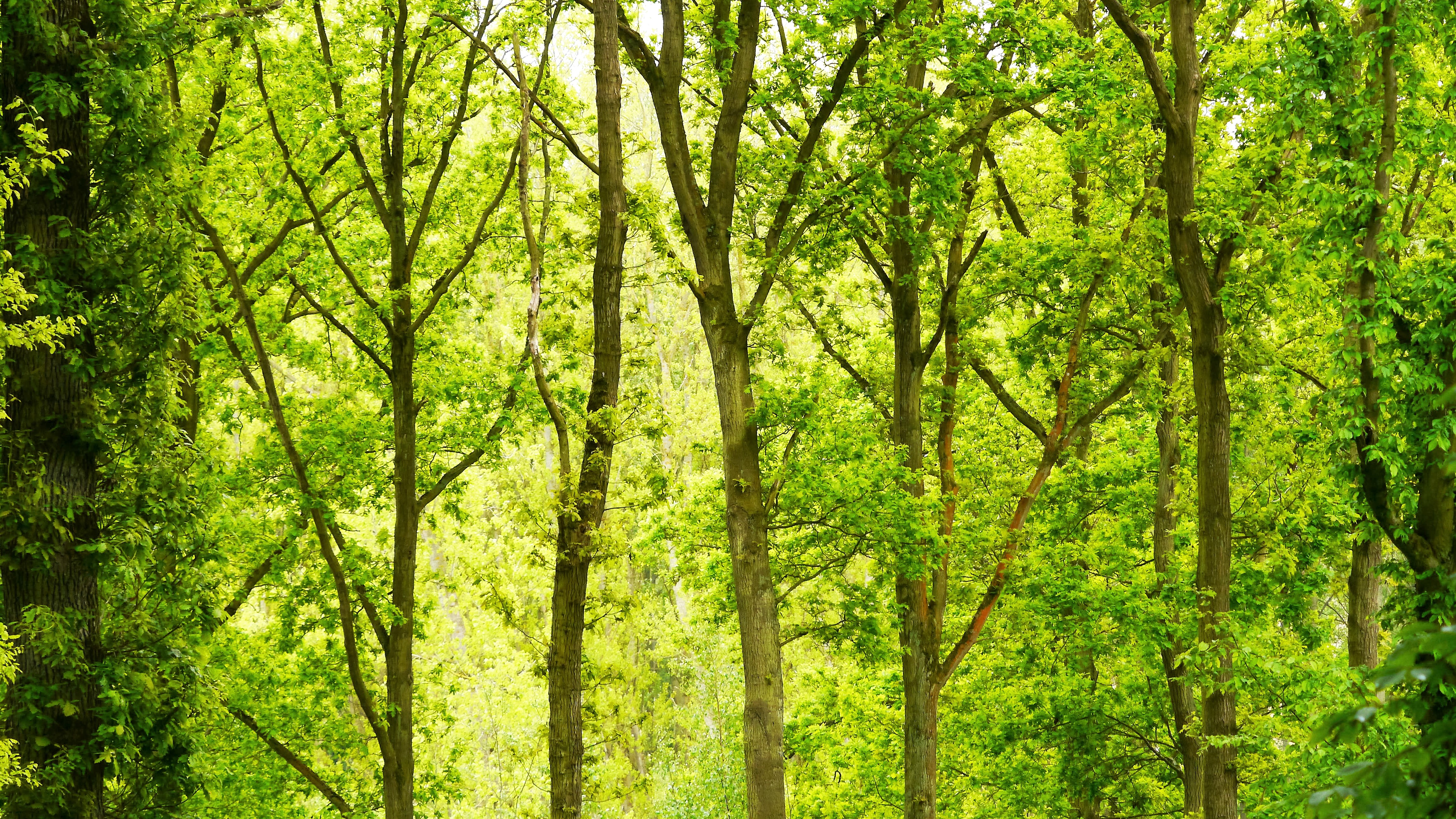 Бесплатное фото Лес с зеленой листвой
