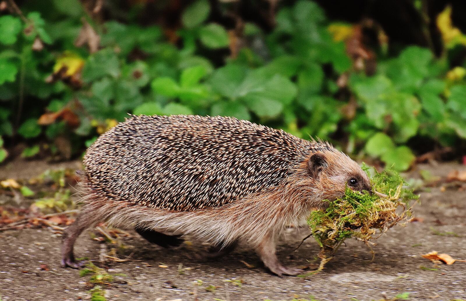 Free photo A hedgehog carries moss to build a dwelling.