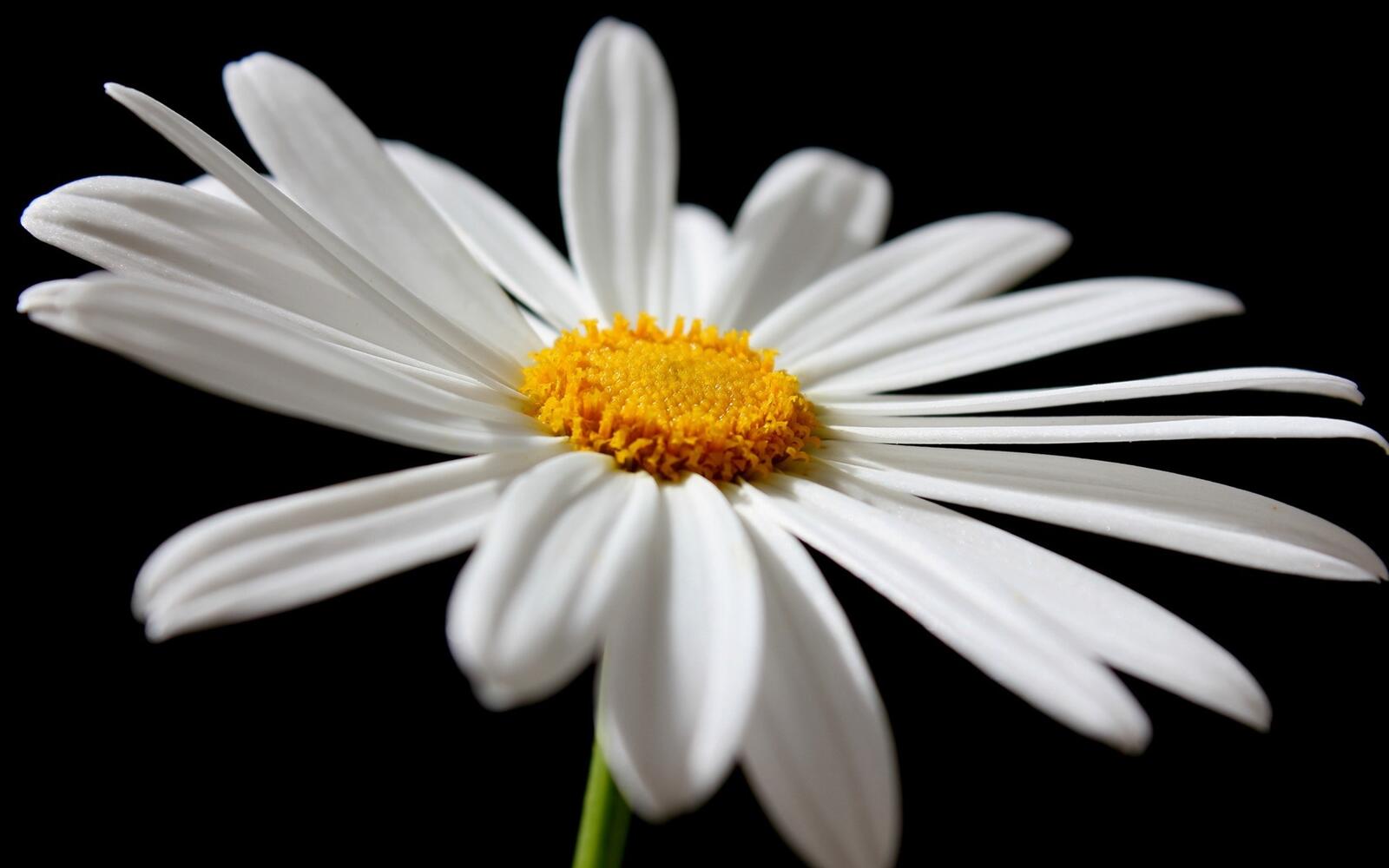 Free photo White daisy petals on a black background
