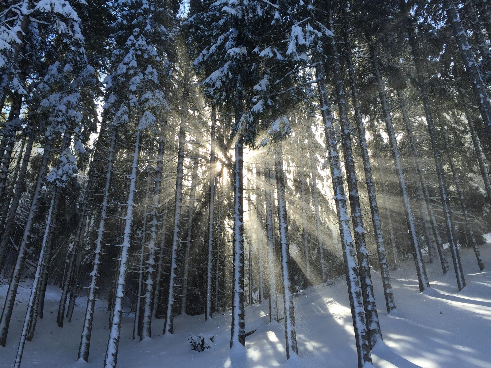 Free photo The sun`s rays break through the winter forest in the snowdrifts