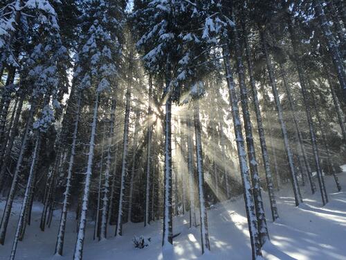 Солнечные лучи пробиваются свозь зимний лес в сугробах
