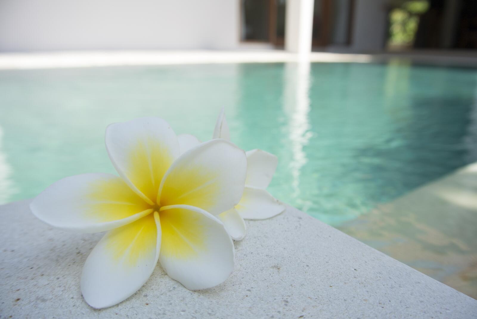 Free photo Flowers for the poolside spa