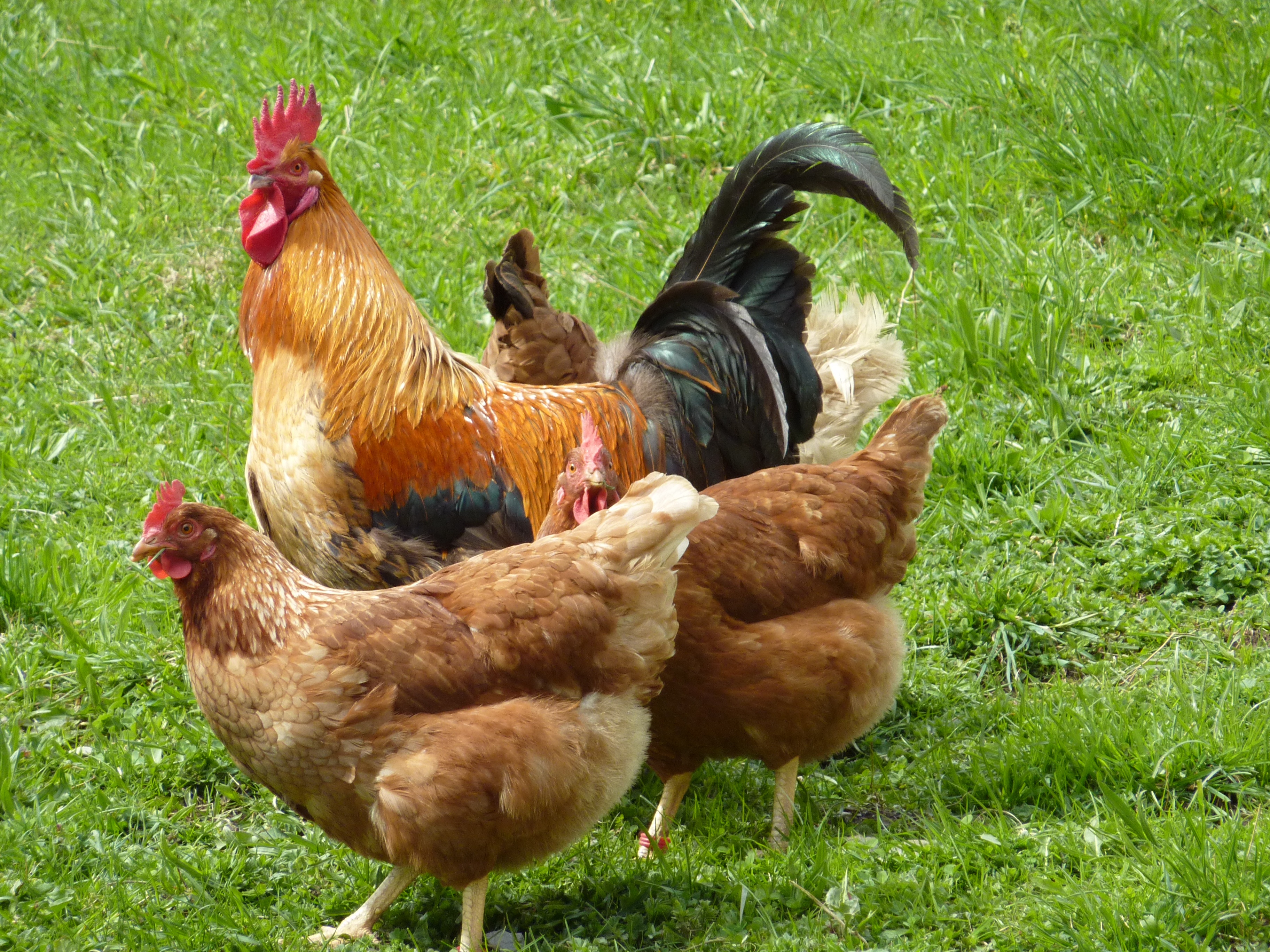 Free photo Chickens on green grass