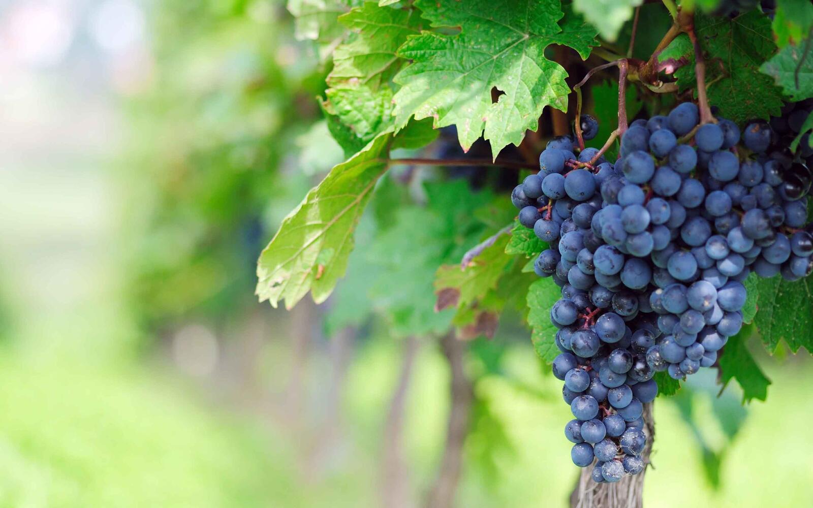Бесплатное фото Виноград растущий на ветви виноградного дерева