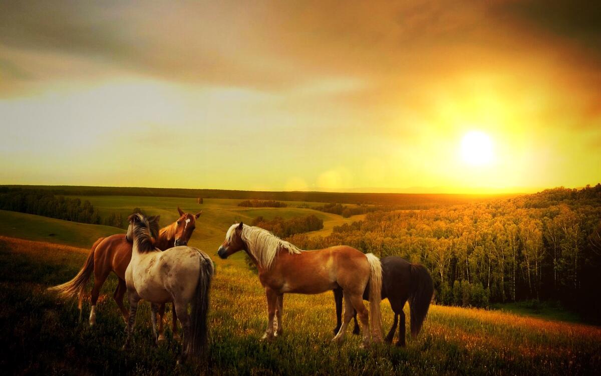 Лошади пасутся на поле вечером