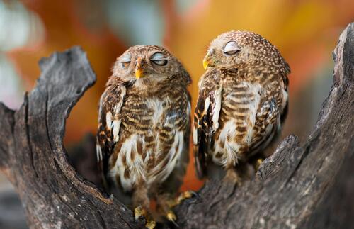 Two owls falling asleep sitting in a tree