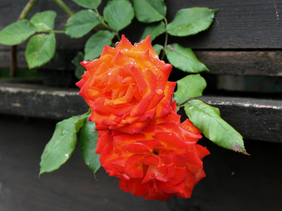 Две оранжевые розы