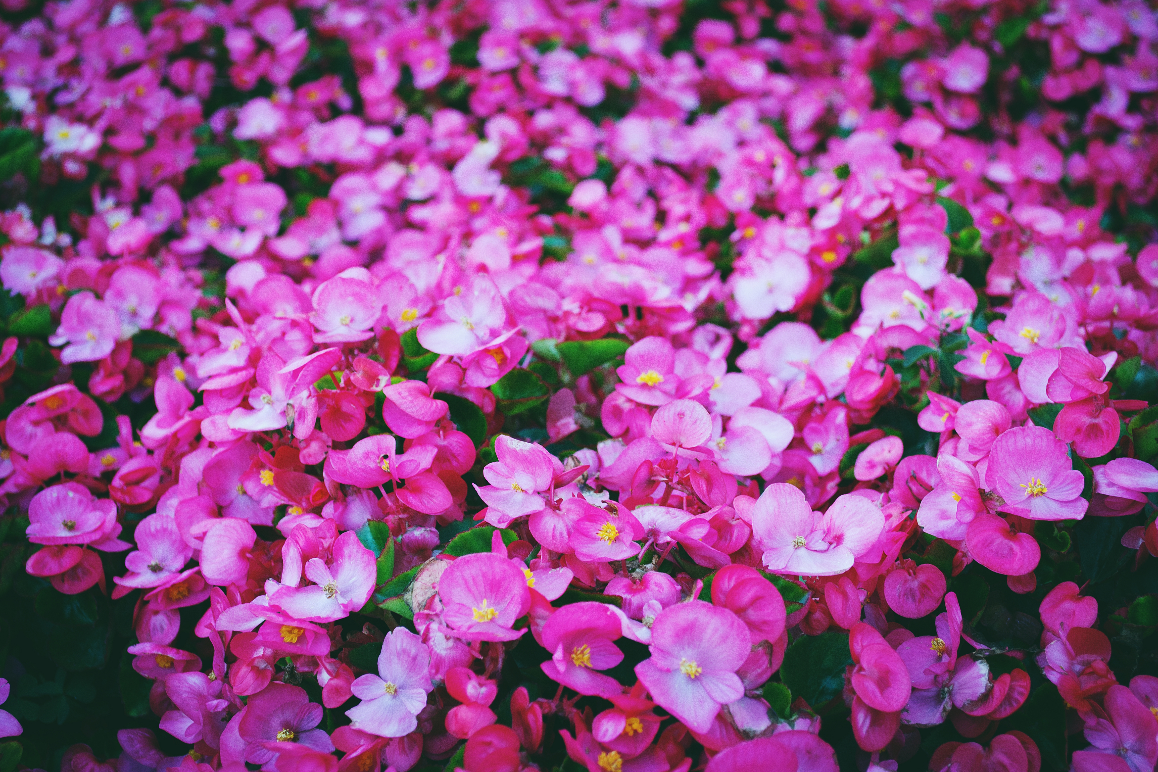 开着粉红色花朵的灌木丛