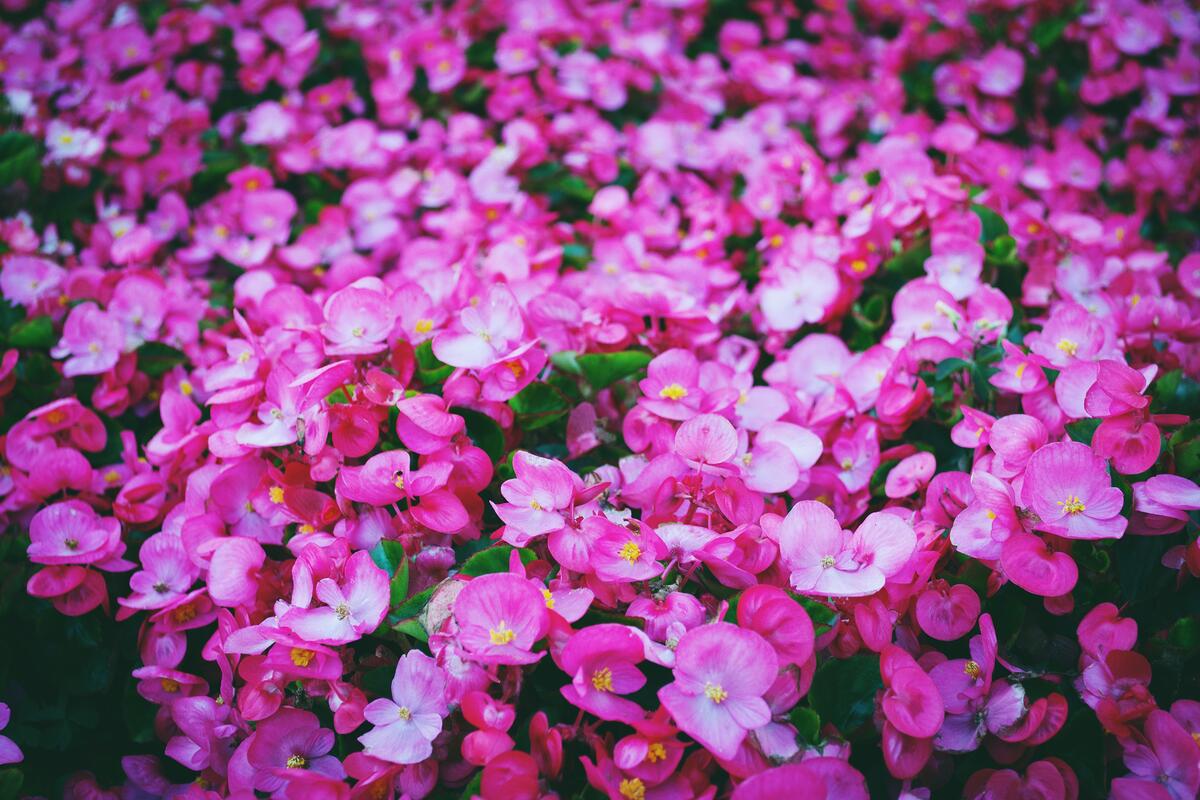 Куст с розовыми цветочками