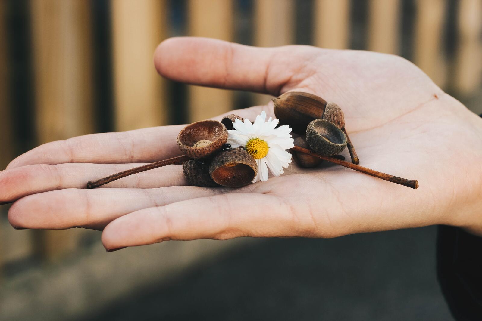 Бесплатное фото Желуди с цветами ромашки лежит на руке
