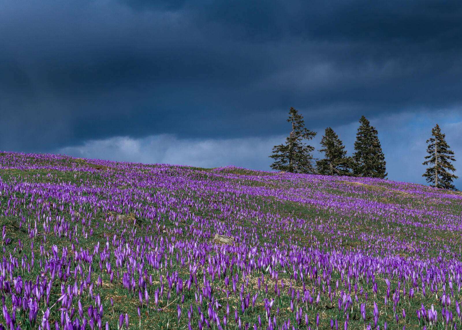 Бесплатное фото Большое поле с фиолетовыми крокусами
