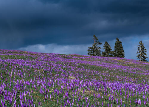 Большое поле с фиолетовыми крокусами