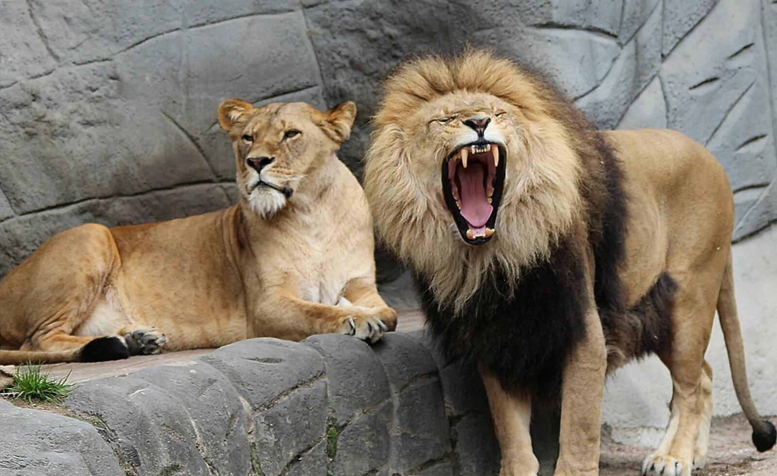 Free photo A lion and a lioness