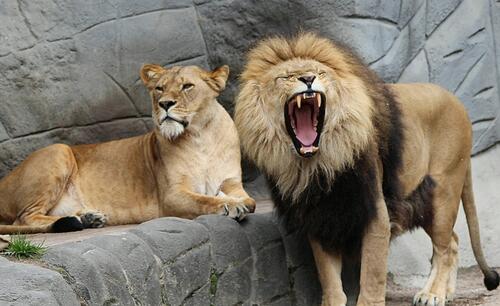 一只狮子和一只雌狮