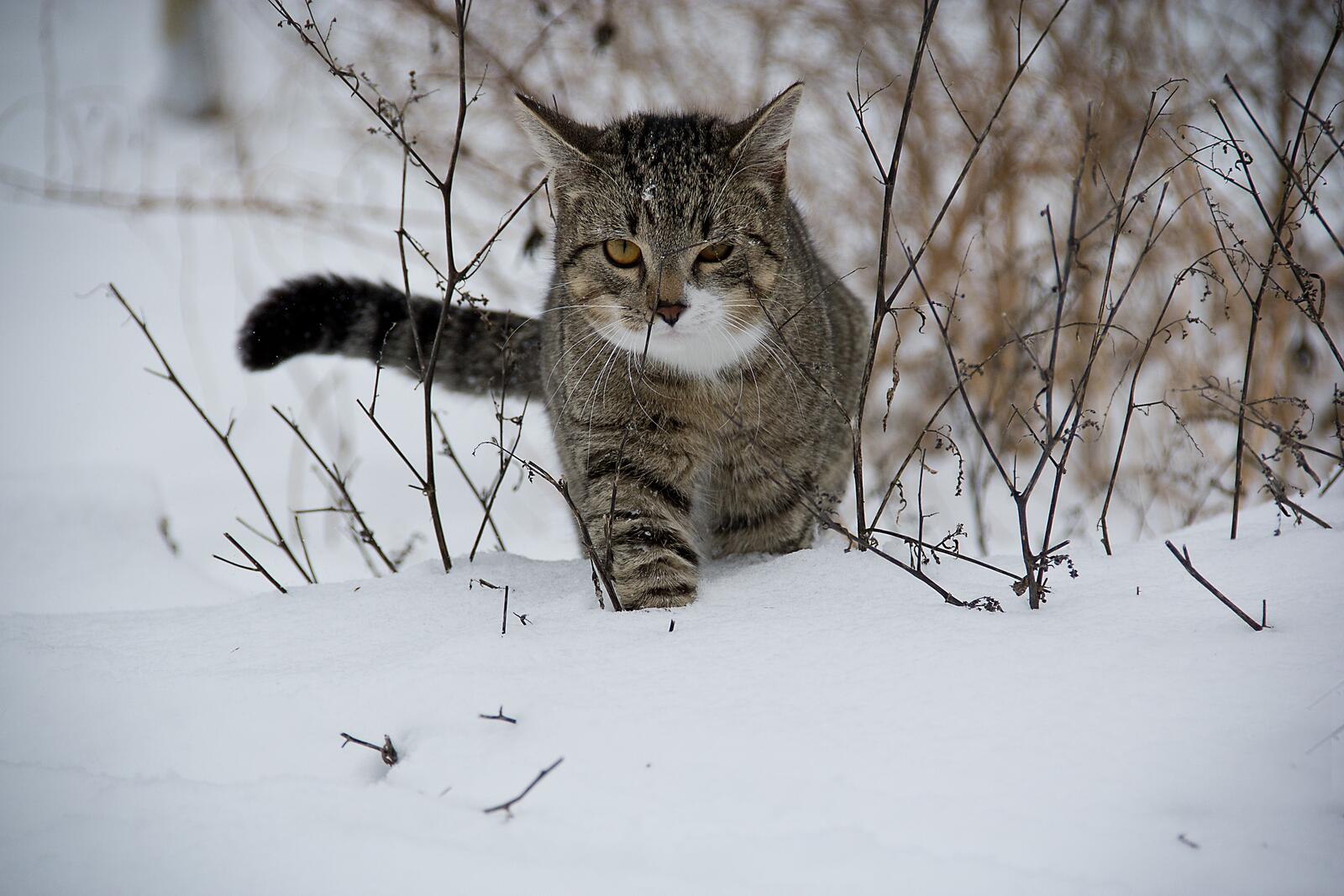 Free photo A cat wading through snowdrifts