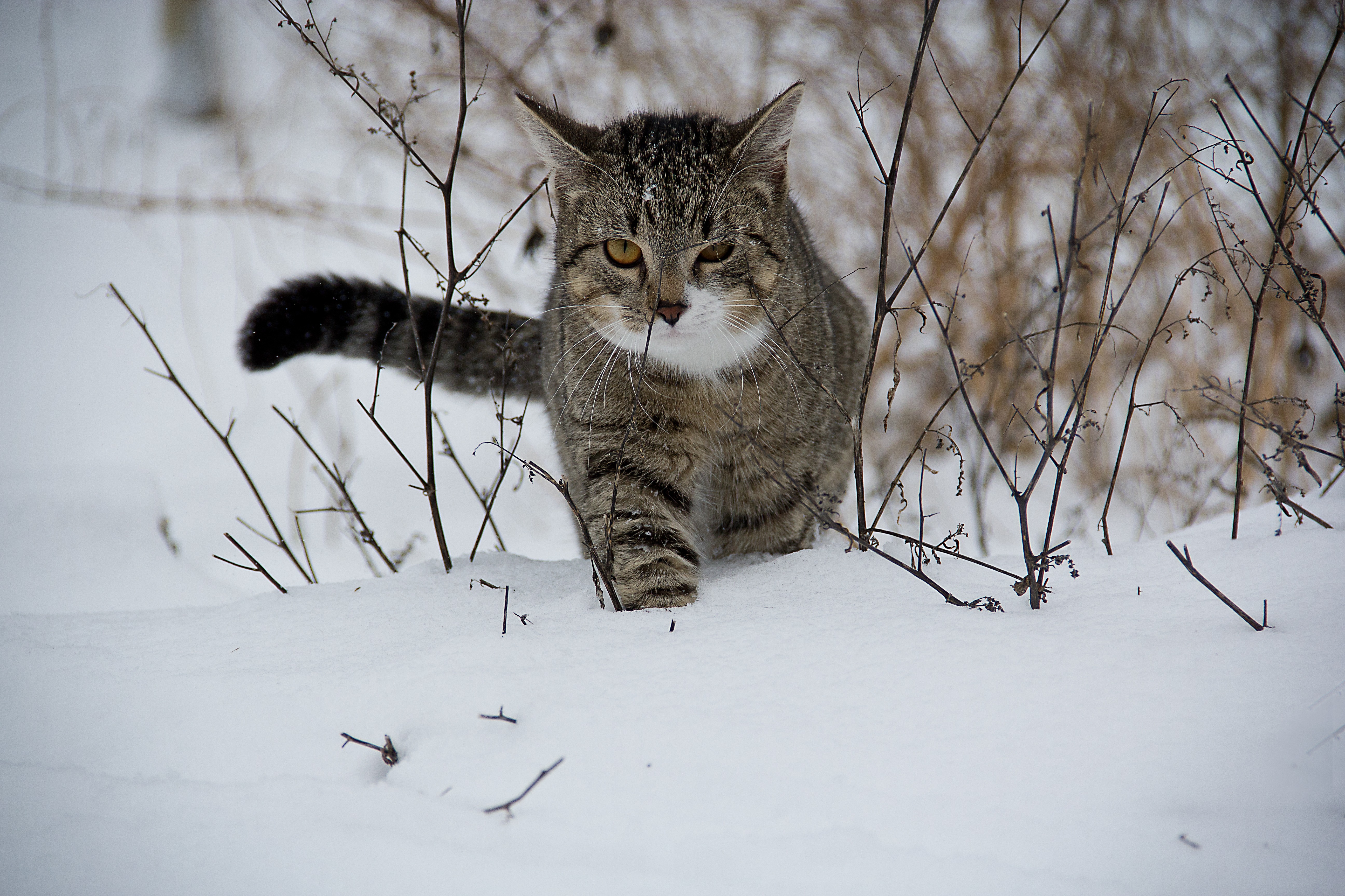 免费照片一只猫蹚过雪堆