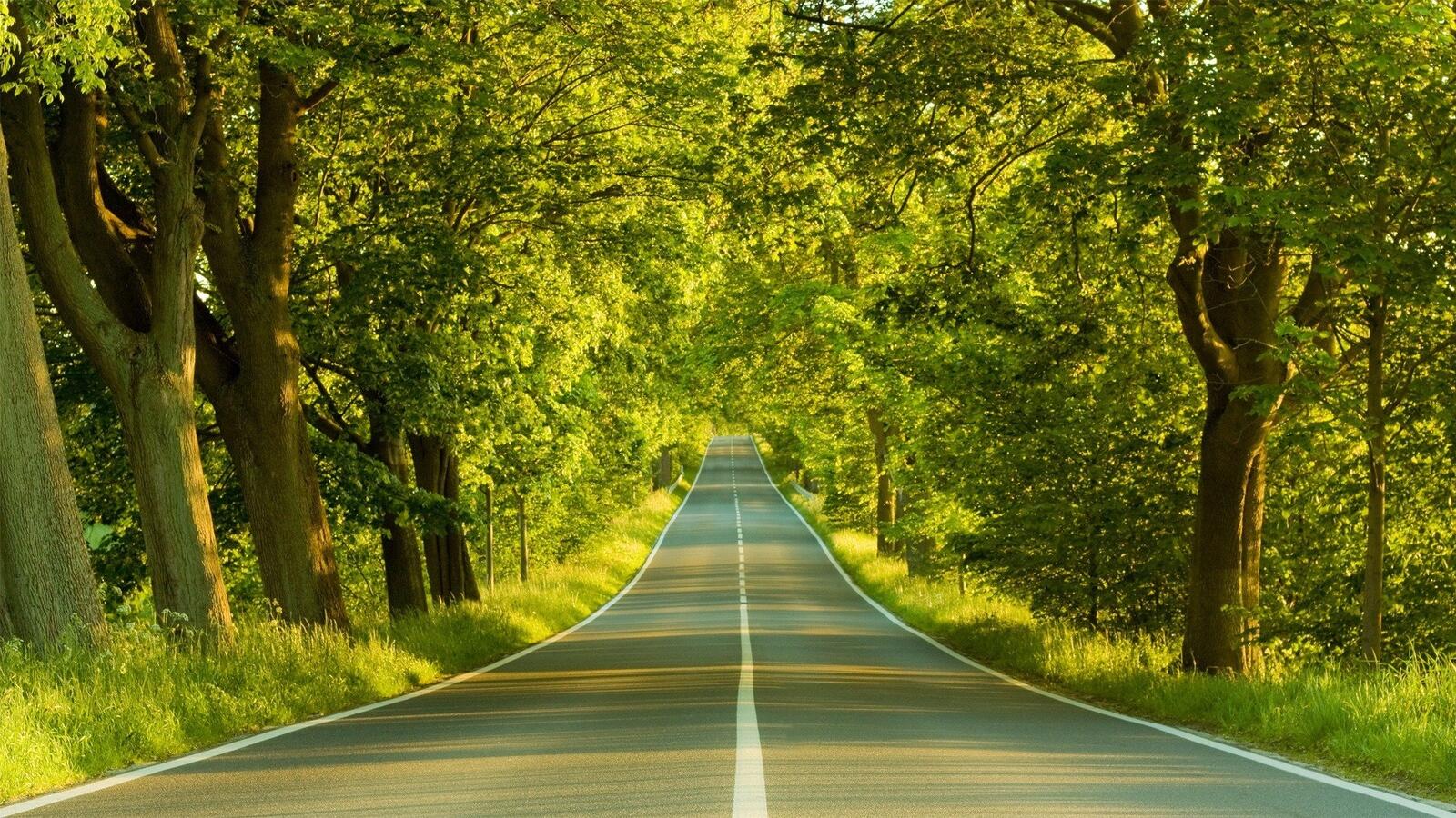 Бесплатное фото Дорога вдоль летнего леса
